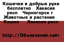 Кошечки в добрые руки бесплатно - Хакасия респ., Черногорск г. Животные и растения » Кошки   . Хакасия респ.